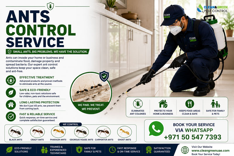 Ant bait applied along a skirting board in a Sharjah kitchen