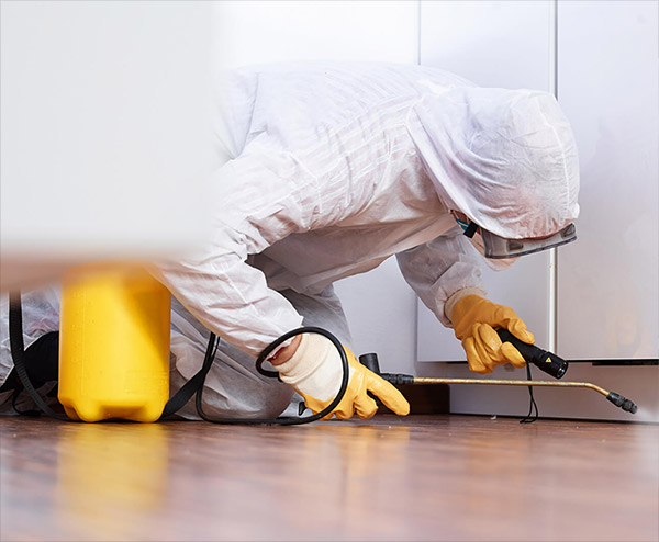 affordable pest control in Ajman