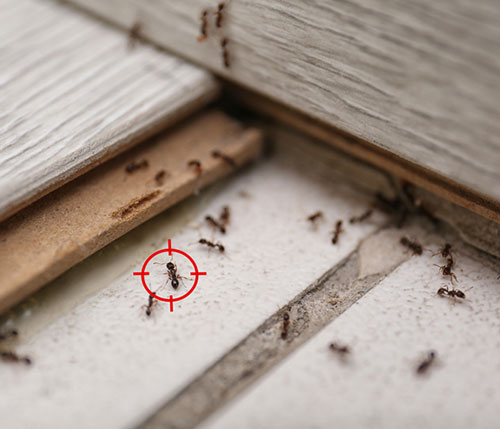 Ants control services in Sharjah