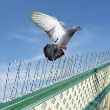 Birds Control Services Sharjah