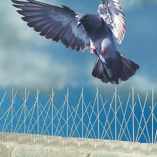 Birds Control Services in Sharjah