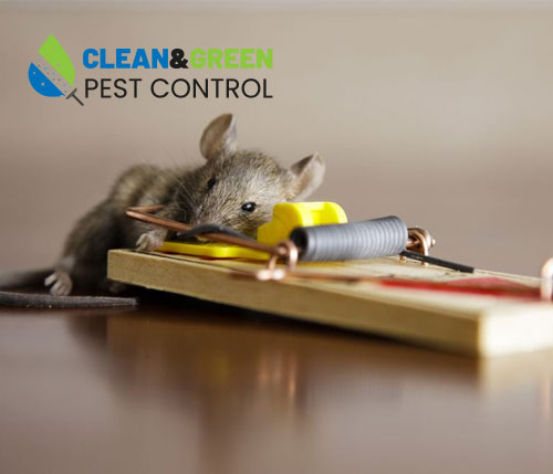 Rodent Control Treatment Sharjah