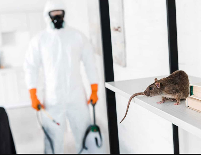 Rodent pest control services in Sharjah