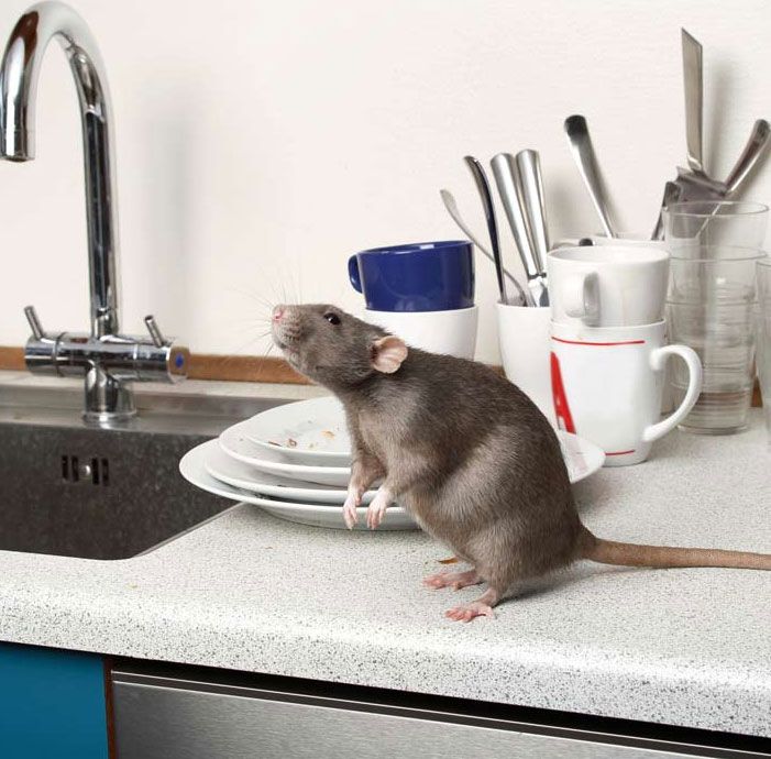 Rodent pest control Sharjah price