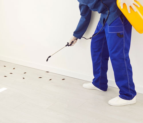 Termite Control Service